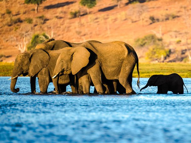 Elefanten überqueren den Fluss Chobe zur Sedudu Insel
