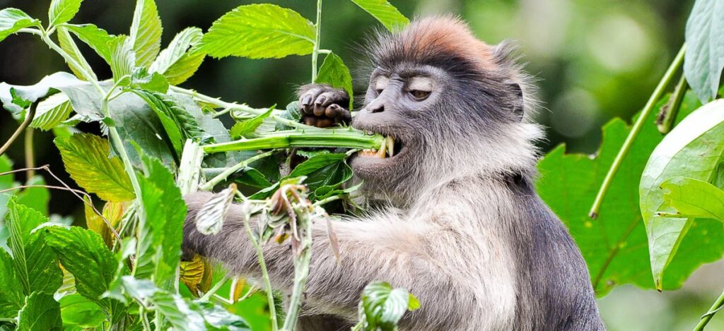 Colobus Affe