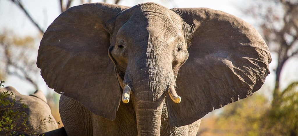 Elefant im Mudumu-Nationalpark