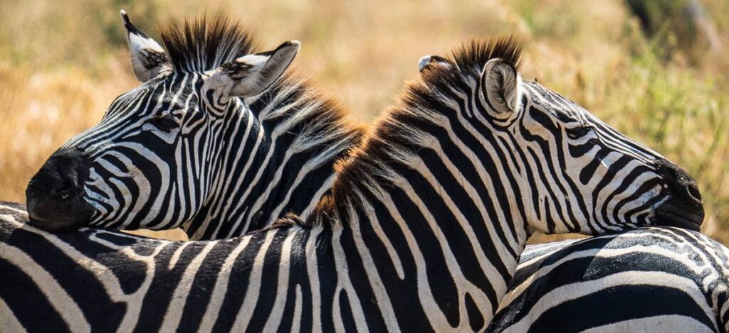 Zebras auf Tuchfühlung