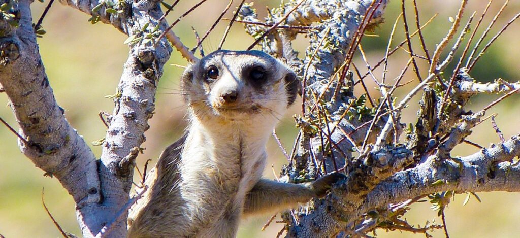 Erdmännchen passt auf