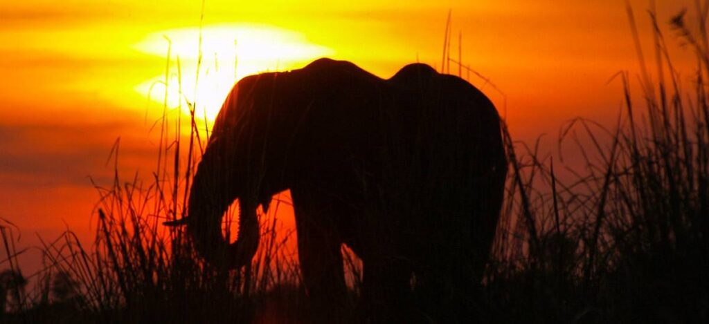 Elefant vor Sonnenuntergang