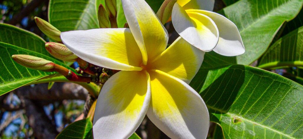 Plumeria