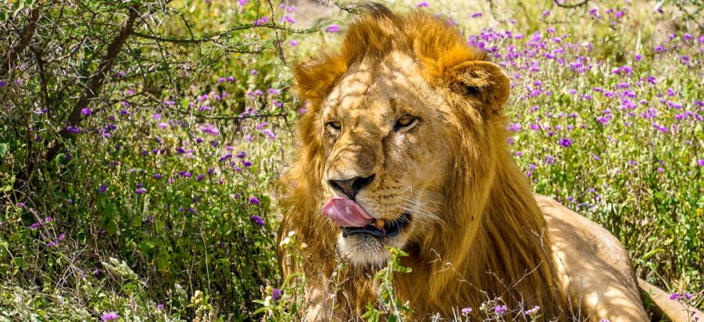 Löwe im Ngorongoro-Nationalpark