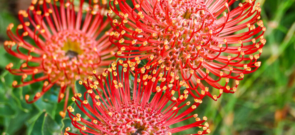 Nadelkissenprotea