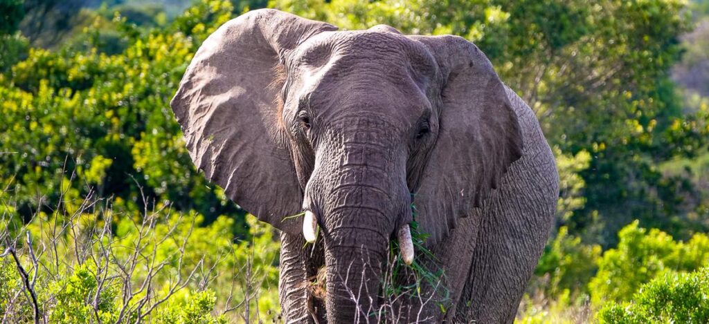 Elefant im Anmarsch