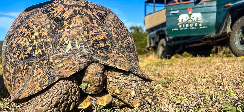 Schildkröte