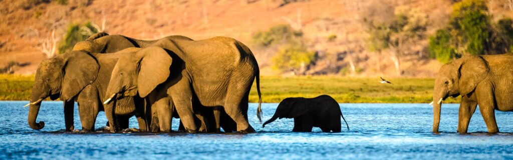 Elefanten überqueren den Fluss Chobe zur Sedudu Insel