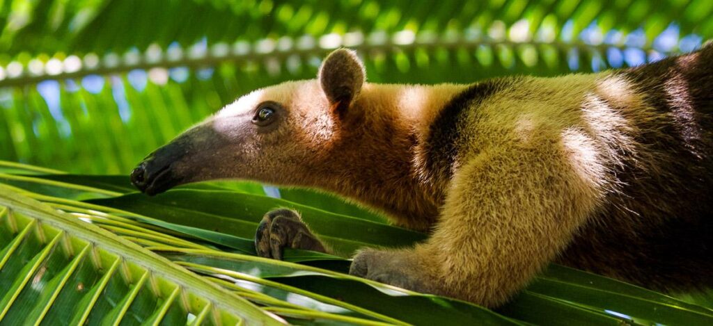 Ein Ameisenbär