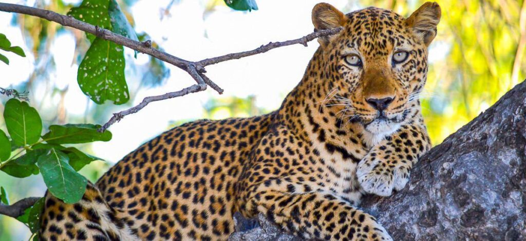 Leopard auf dem Baum