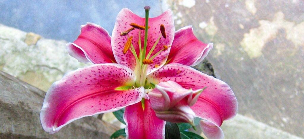 Lilien-Blüte