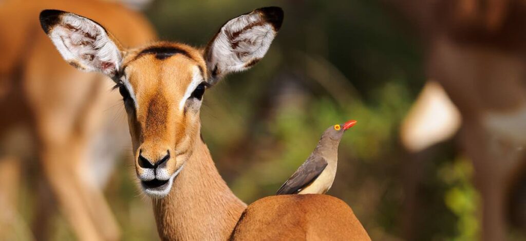 Impala