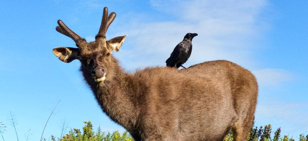 Geweihter und Gefiederter - Im Horton-Plains-Nationalpark