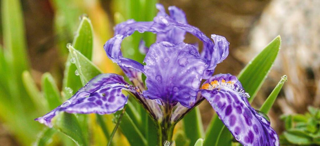 Lilienblüte