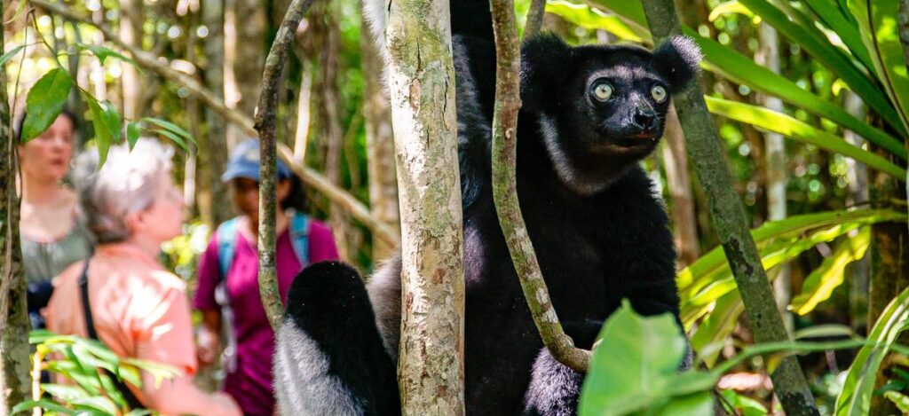 Ein Indri im Palmarium-Naturreservat