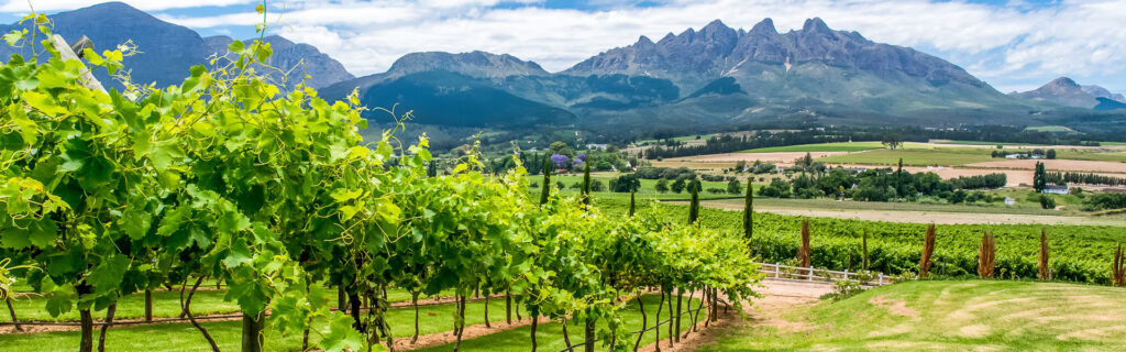 Weinanbau in der Provinz Westkap