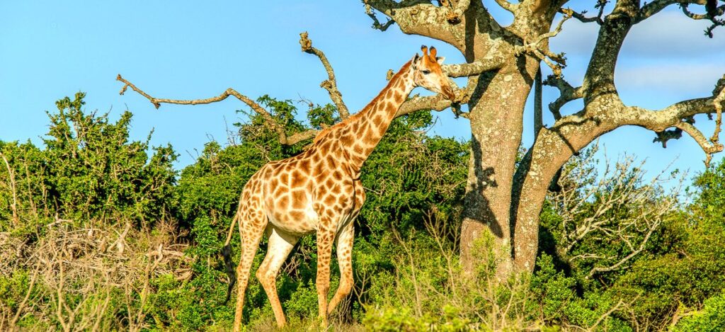 Giraffe durchstreift die Savanne