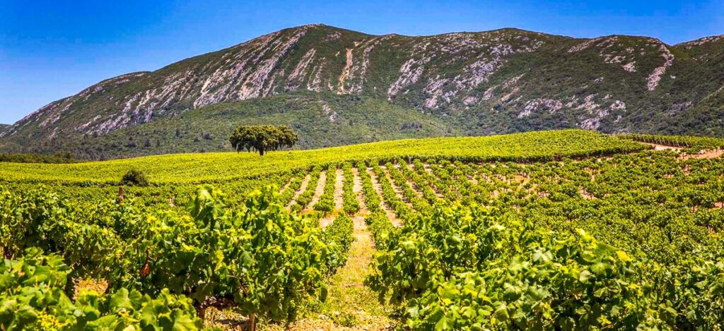 Weinanbau in der Serra da Arrábida