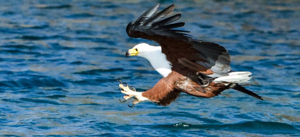 Seeadler am Malawisee