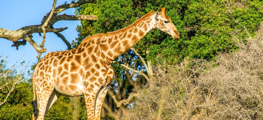 Giraffe in der Savanne