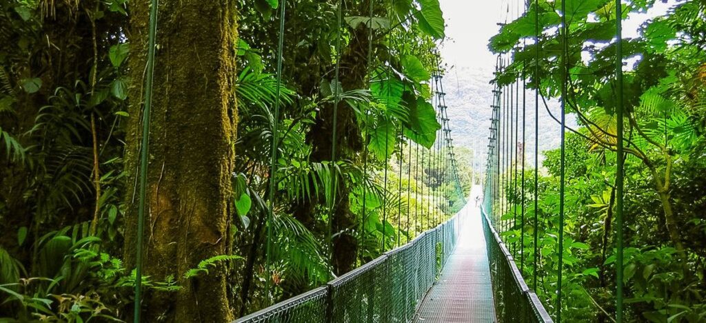 Hängebrücke im Naturreservat Monteverde