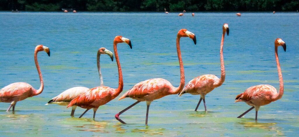 Flamingos in der Lagune