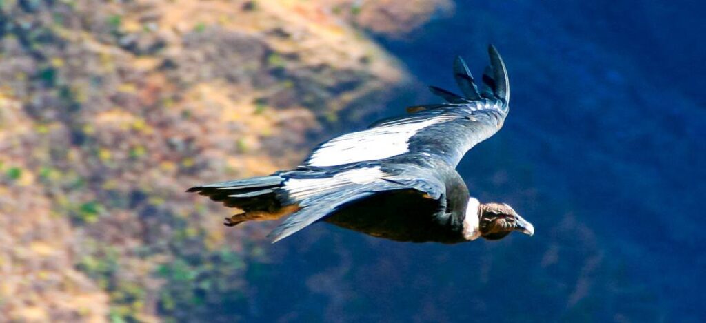Kondor im Colca Tal