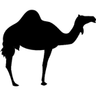 Icon Wahiba