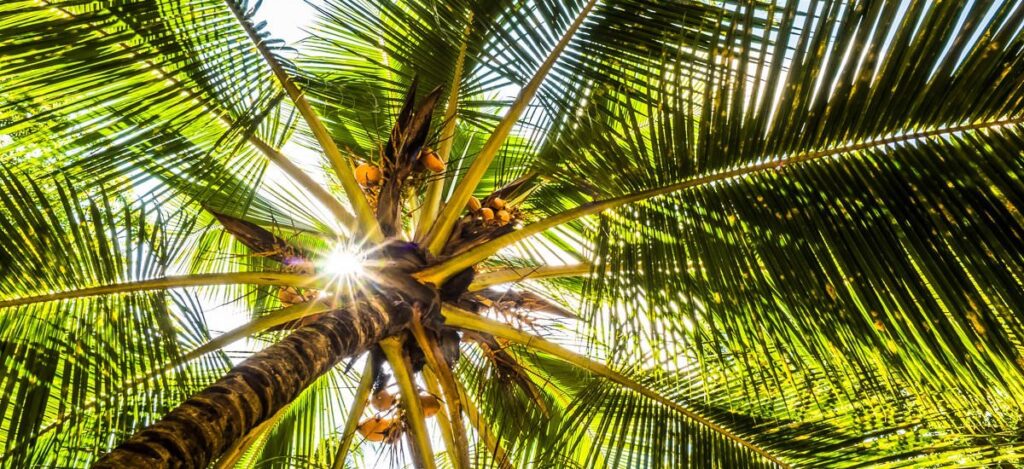 Palme