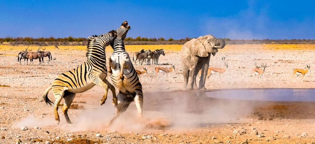 Zebrakampf am Wasserloch