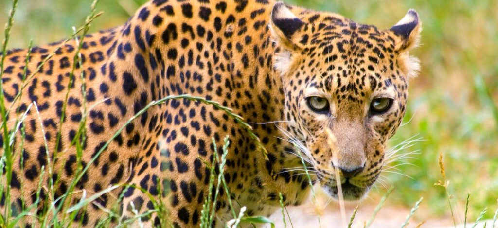 Leopard