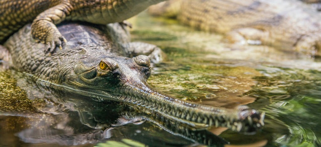 Long-nosed crocodile lying on a stone. Endangered species.