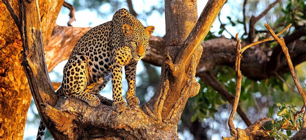 Leopard in Samburu