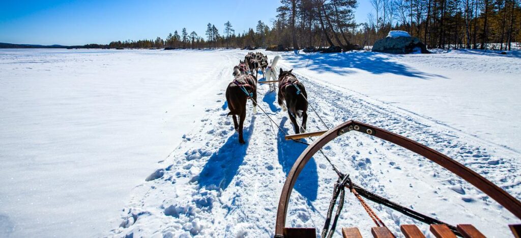 Husky-Schlittenfahrt in Lappland