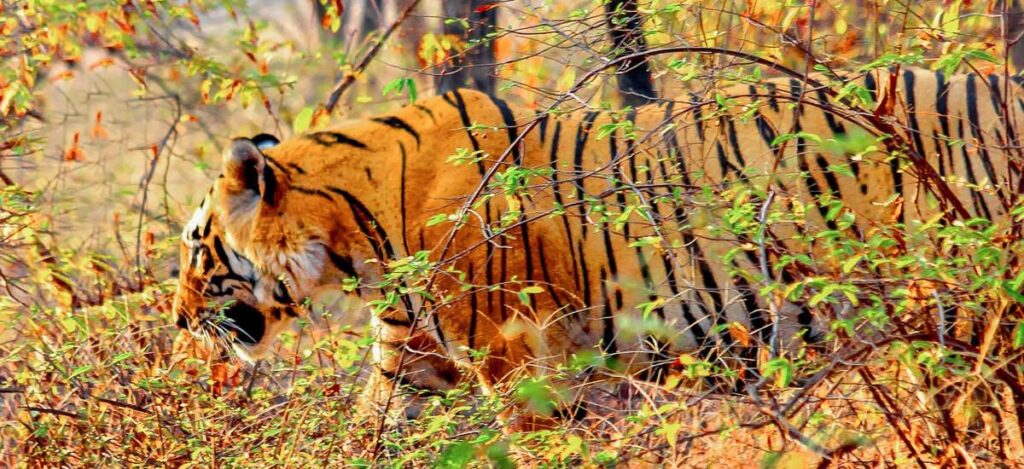 Tiger streift durch das Unterholz