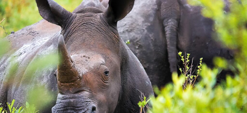 Nashorn