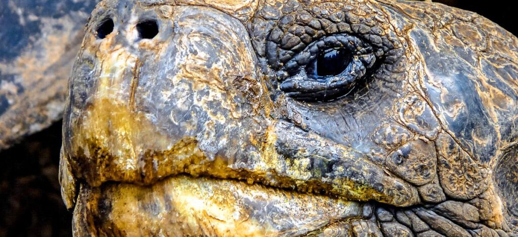 Schildkröte Closeup