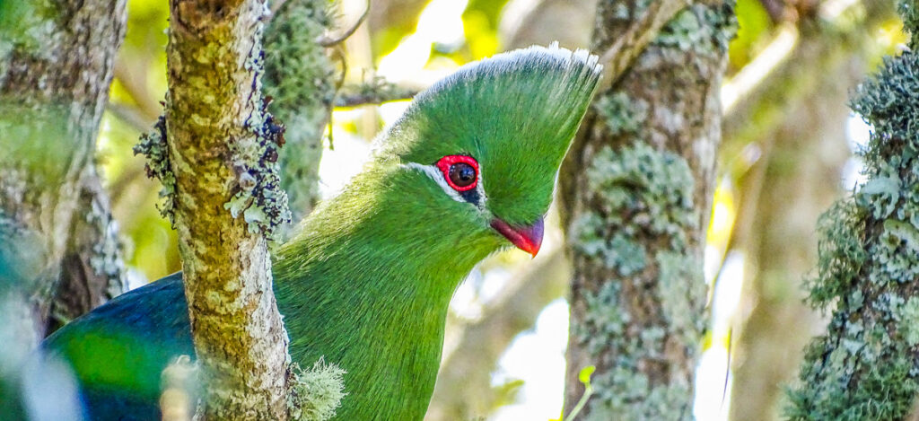 Knysna Lourie Vogel