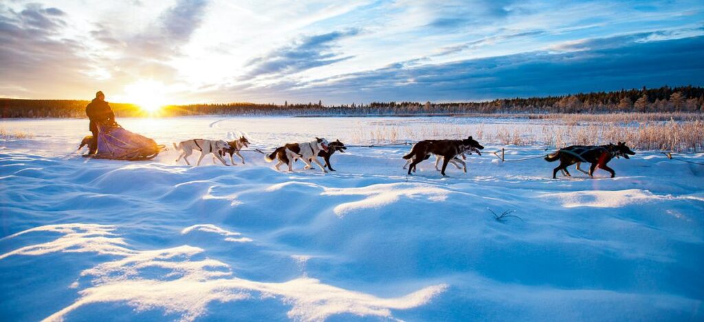 Husky-Schlittenfahrt in Lappland