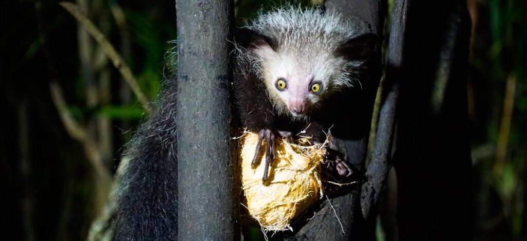 Junges Aye-Aye am Pangalanes-Kanal