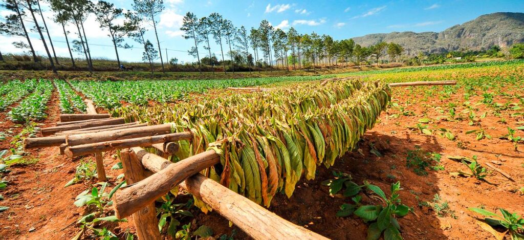Tabakernte in Vinales