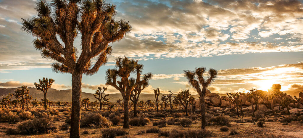 Joshua Tree Nationalpark