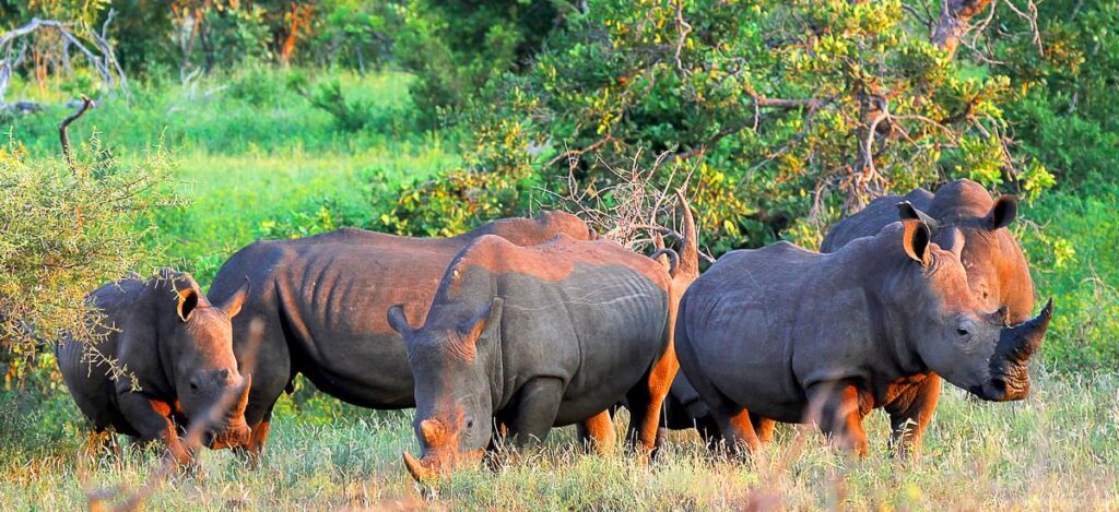 Rhinos am Olifants