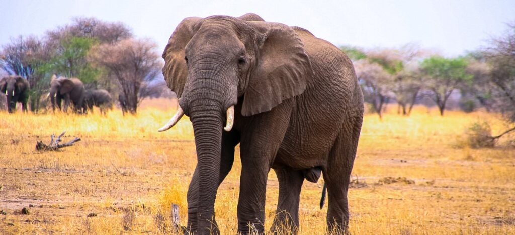 Elefant im Tarangire National Park