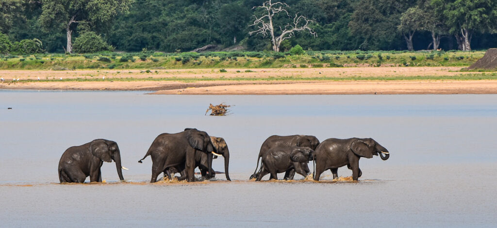 Elefanten im Luangwa River