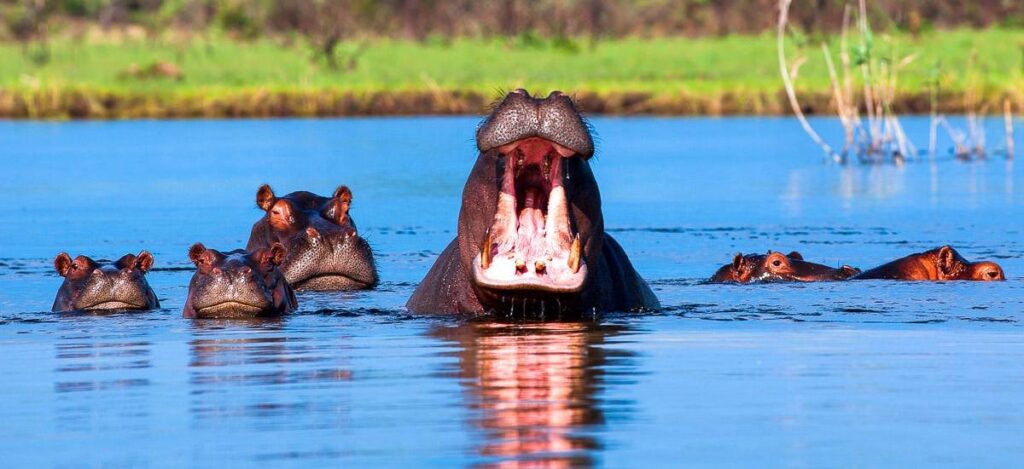 Flusspferdfamilie im Kwando