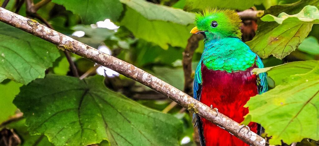Der heilige Vogel Quetzal