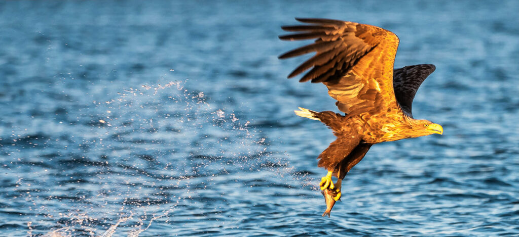 Seeadler mit seiner Beute