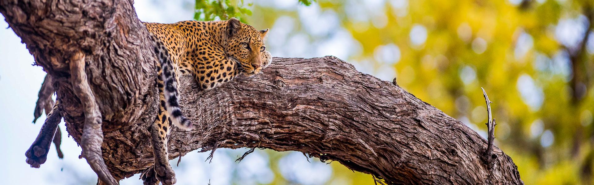 Leopard auf Baum