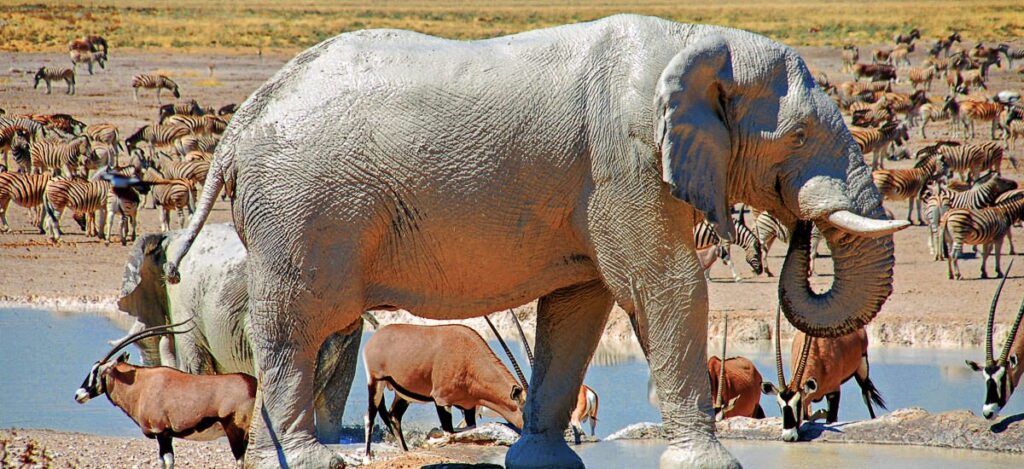 Weißer Elefant